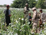 800px-Opium_poppies_in_Helmand_-a