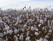 Cotton trade featured