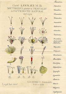 linnaeus 24 classes of plants