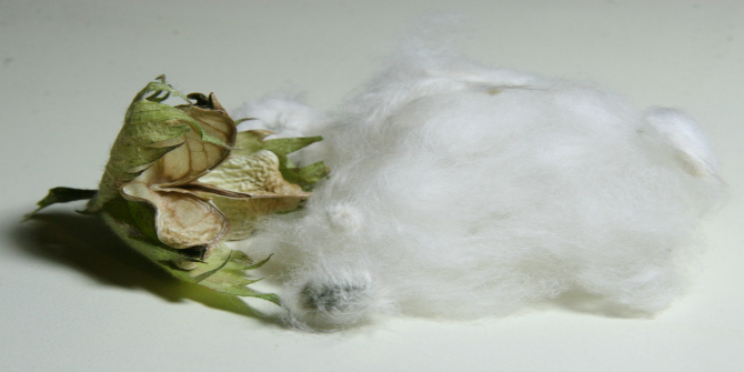 cotton-image