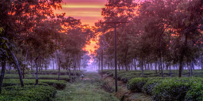 Sundown at a tea garden in Sylhet Bangladesh