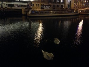 Swans in the Amsterdam Canals