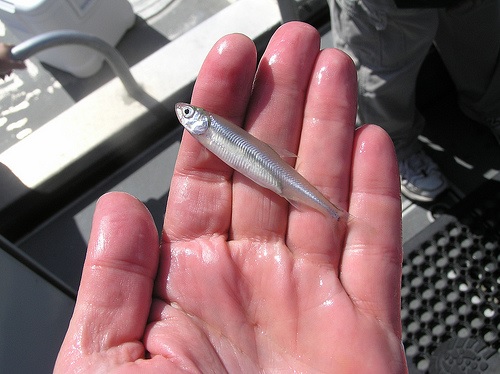 The endangered Delta Smelt. Photo Credit: US Fish and Wildlife Service Pacific Southwest Region (Creative Commons: BY 2.0) 