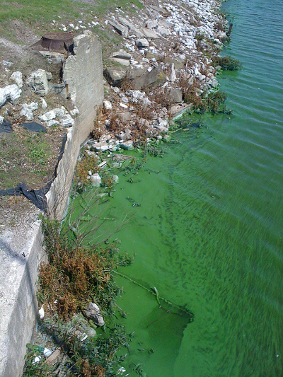 Algae in water near Toledo, Ohio. Credit: Diana Schnuth (Flickr, CC-BY-NC-SA-2.0)