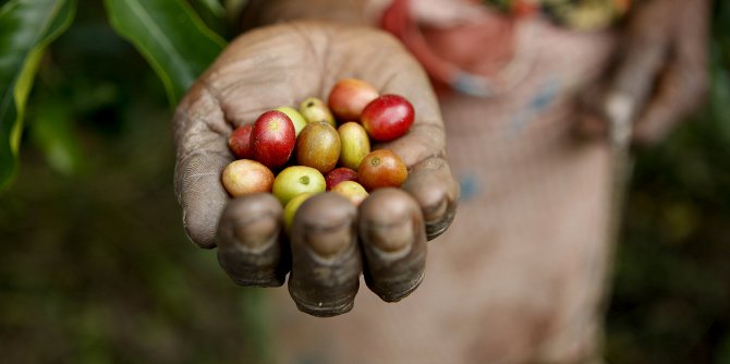 Coffee bean development featured